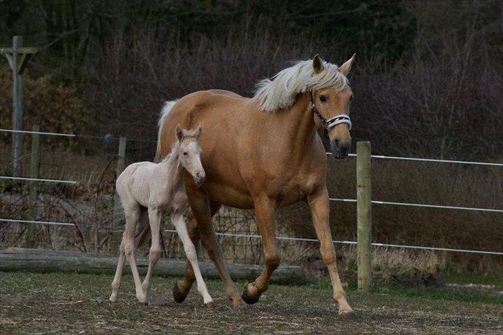 Palomino Willamina - d. 7 april - 12 timer gammel billede 3