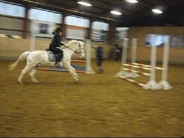 Anden særlig race Pletten |Elev pony |Rider ikke mere| - Foto: Sandra Iversen billede 10