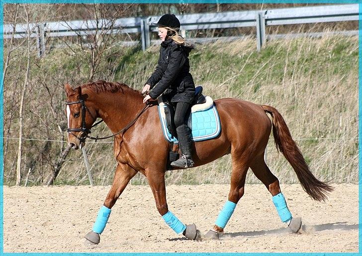 Dansk Varmblod Gullhøjs Limano billede 17