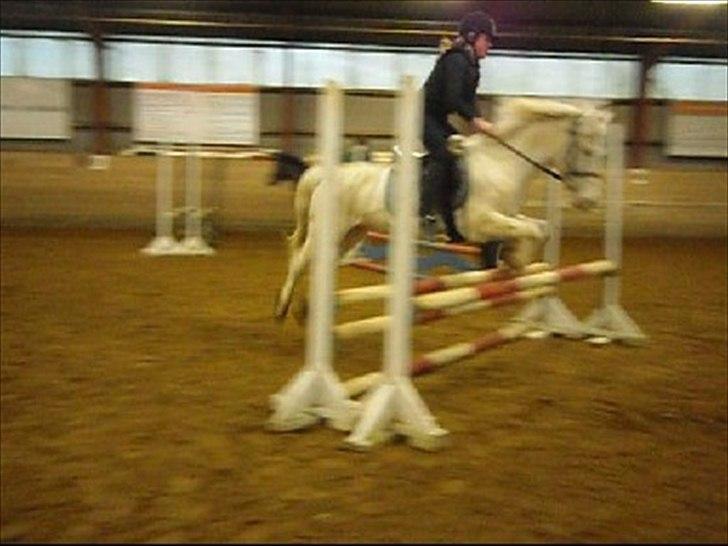 Anden særlig race Pletten |Elev pony |Rider ikke mere| - Foto: Sandra Iversen billede 4