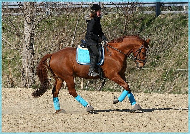 Dansk Varmblod Gullhøjs Limano billede 18