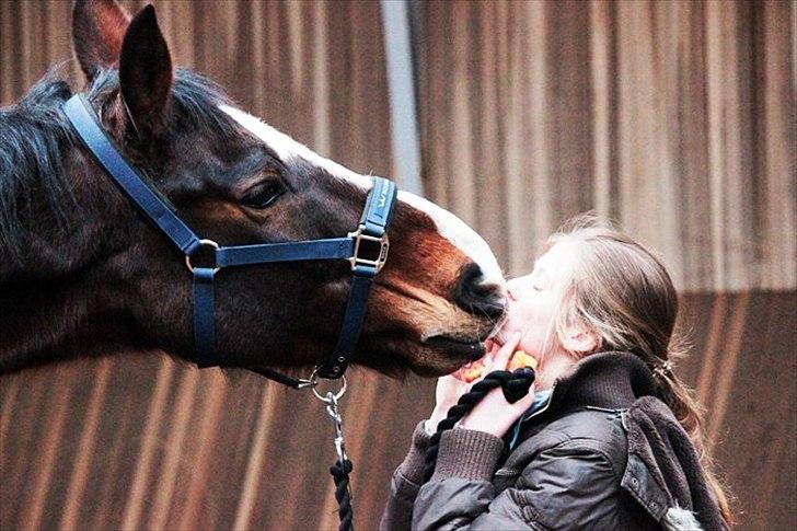 Dansk Varmblod Royal Back - Mys til baby<3 billede 2