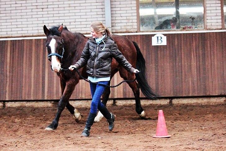 Dansk Varmblod Royal Back - Leg i hallen. billede 5
