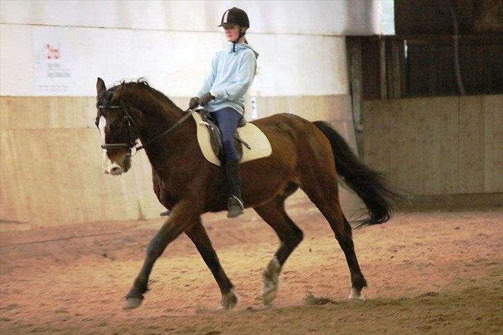 Dansk Varmblod Royal Back billede 7