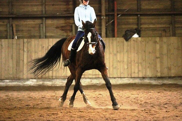 Dansk Varmblod Royal Back billede 14