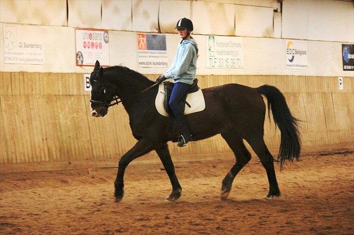 Dansk Varmblod Royal Back billede 11