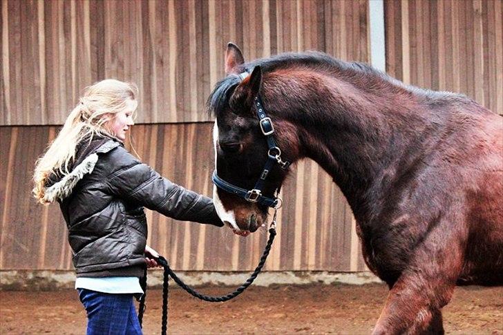 Dansk Varmblod Royal Back - Bak fra jorden. billede 9