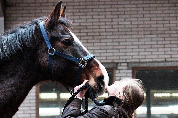 Dansk Varmblod Royal Back - Hej store baby<3 billede 13
