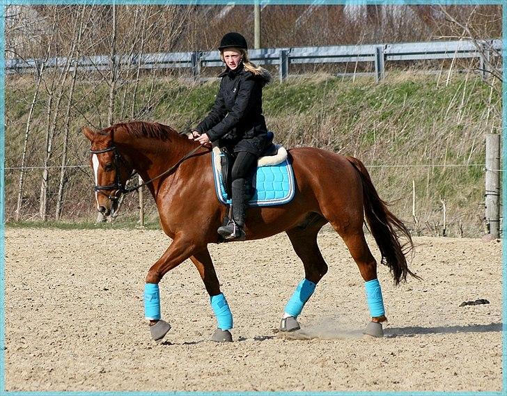 Dansk Varmblod Gullhøjs Limano billede 10