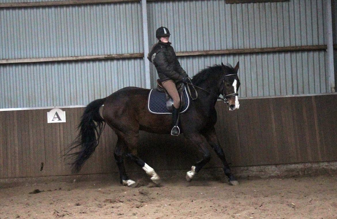 Dansk Varmblod Royal Back billede 16