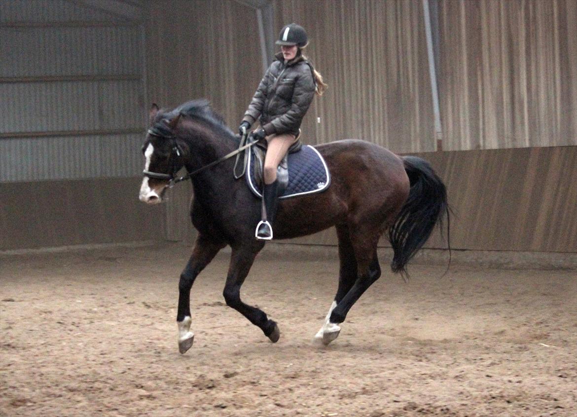 Dansk Varmblod Royal Back billede 18