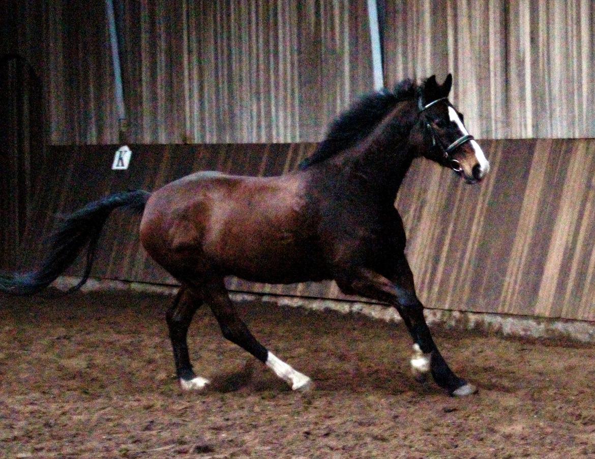 Dansk Varmblod Royal Back billede 19