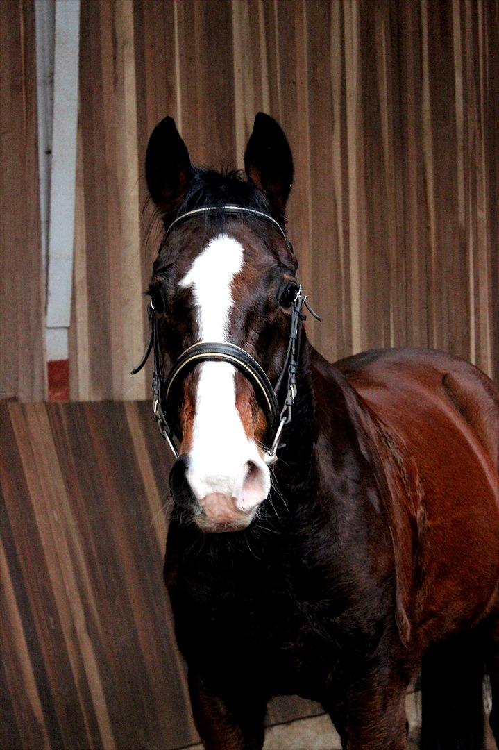 Dansk Varmblod Royal Back - Now, do you get why i call him baby?? :) billede 20
