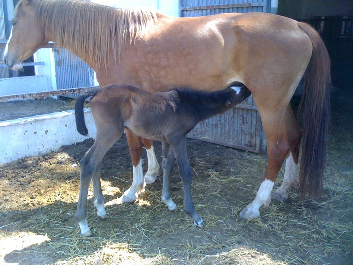Cruzado Andalina billede 2