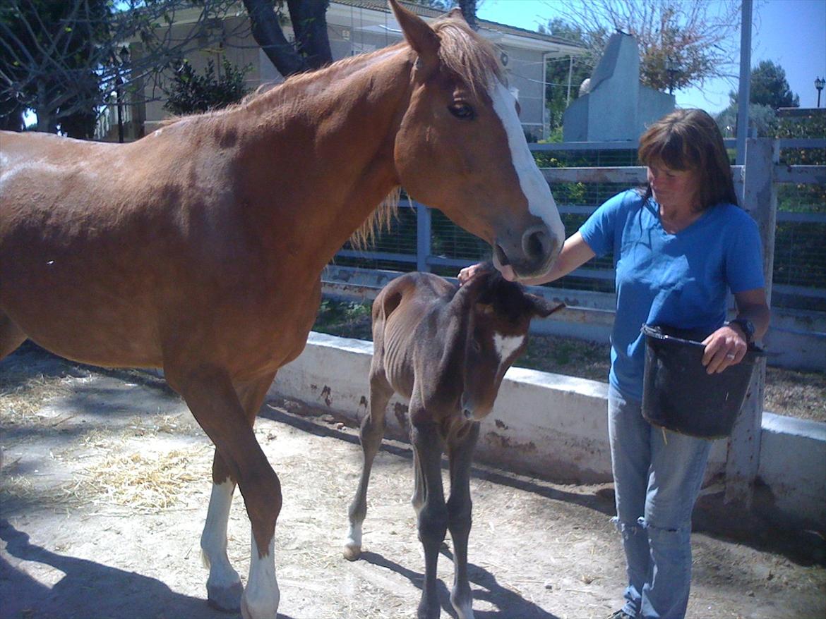 Cruzado Andalina billede 6