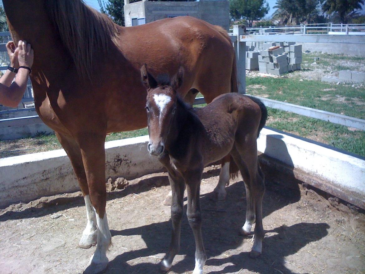 Cruzado Andalina billede 10