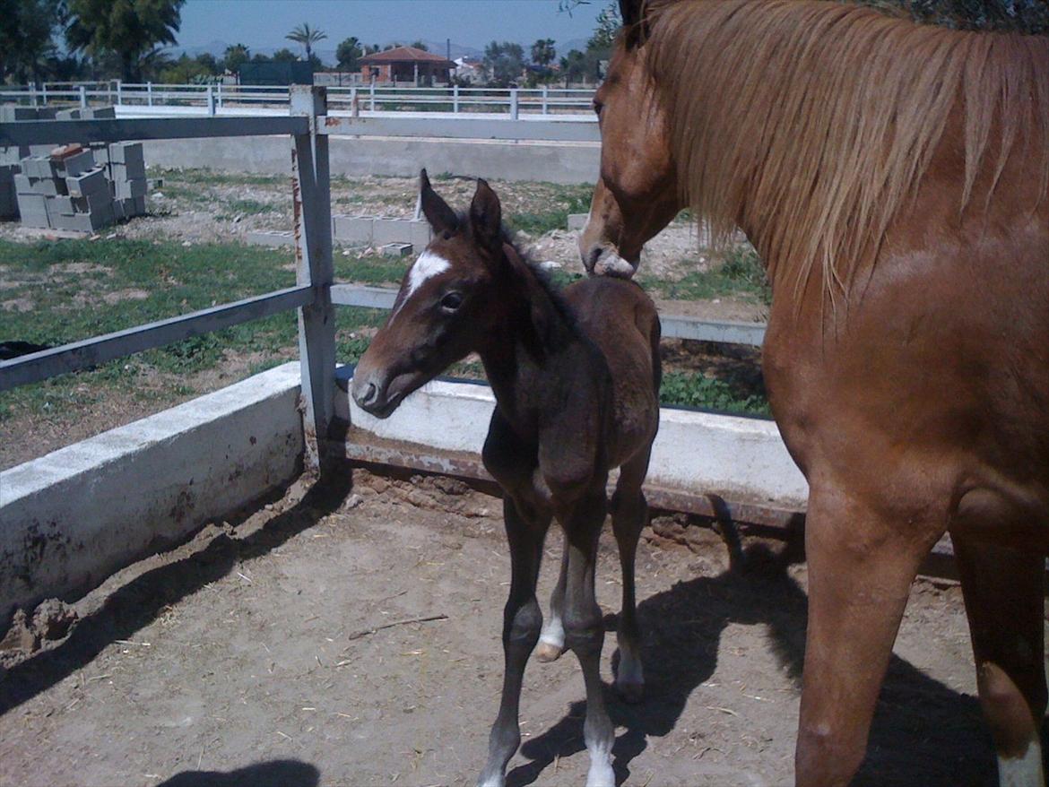 Cruzado Andalina billede 11