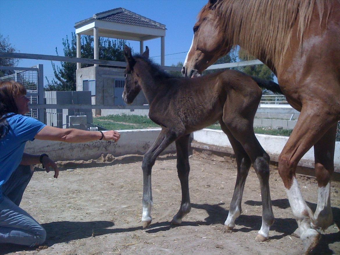 Cruzado Andalina billede 18