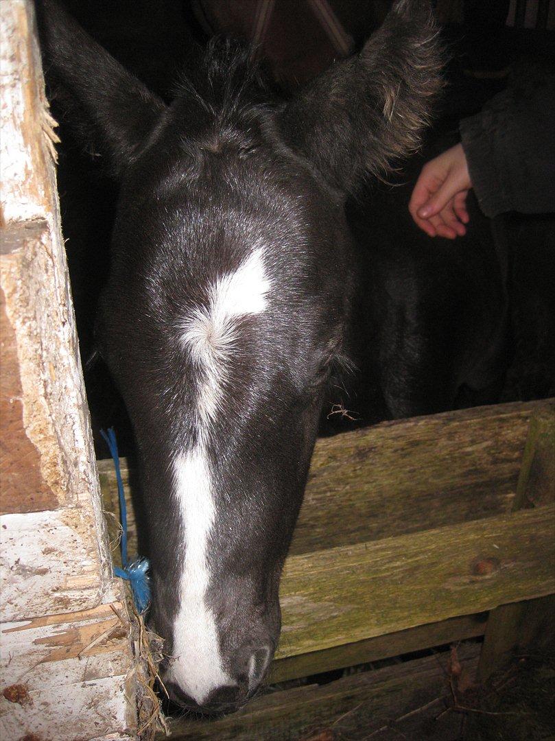 Dansk Varmblod Sabbil Zaviro *SOLGT* - Billede 1: Så smuuuuk billede 1