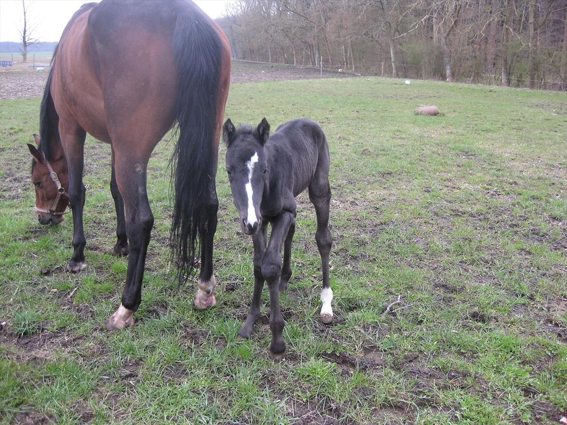 Dansk Varmblod Sabbil Zaviro *SOLGT* - Billede 2: Første gang uden for i den store verden :) billede 2