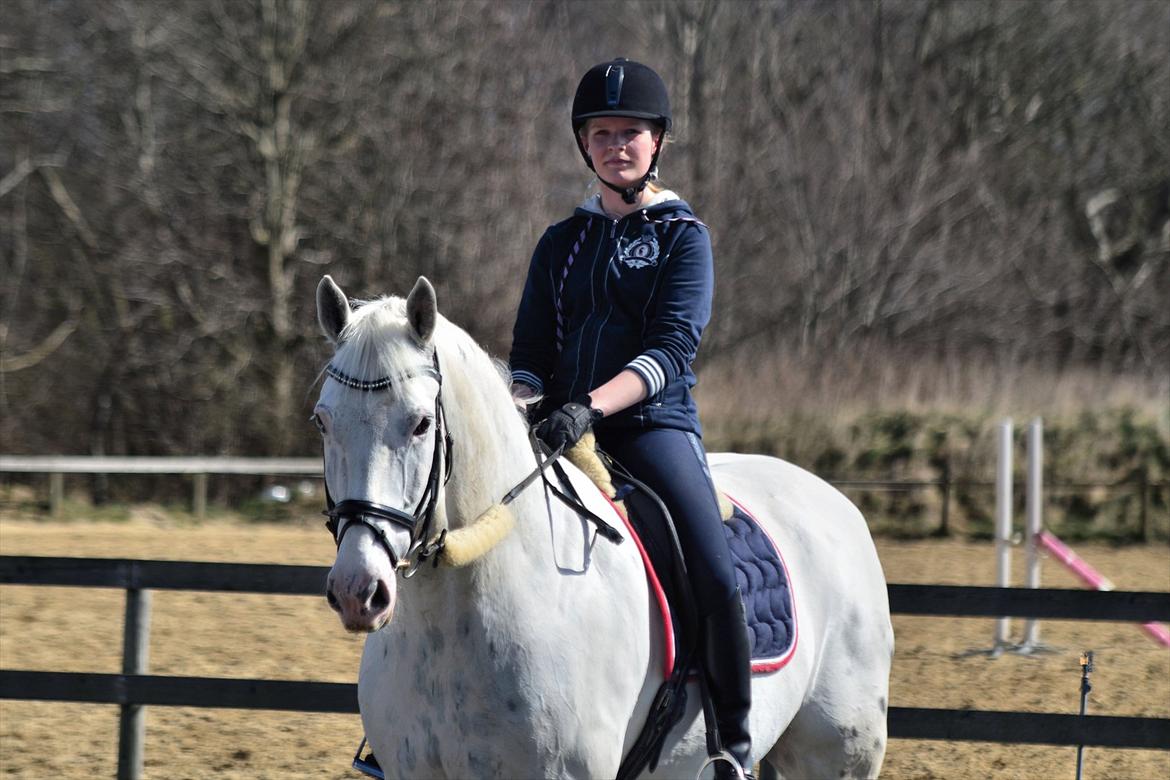 Knabstrupper Gelsådalens Zorro - Foto: Thorkild Ahm billede 9