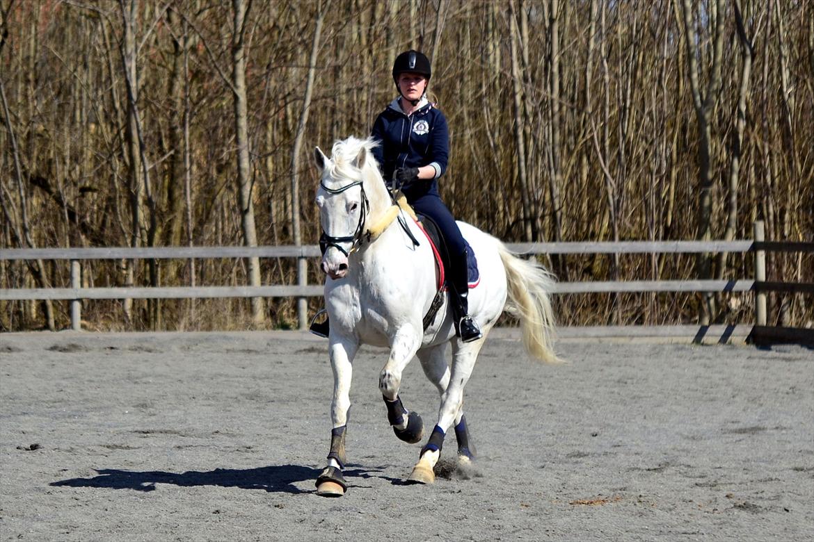 Knabstrupper Gelsådalens Zorro - Foto: Thorkild Ahm billede 10