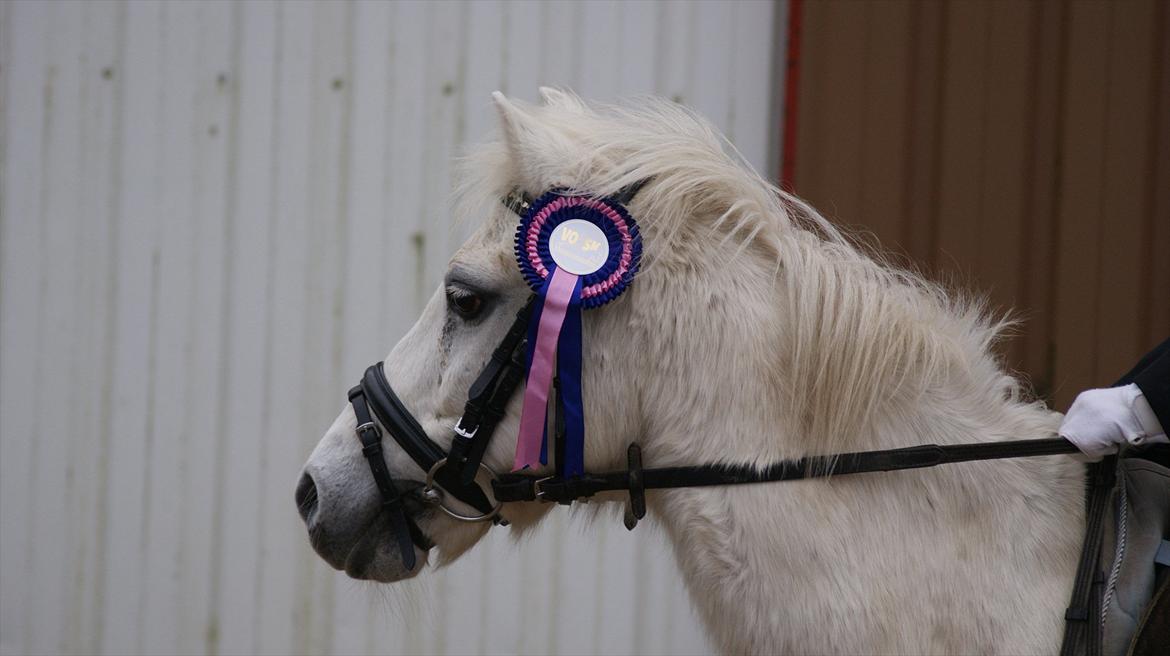 Welsh Pony (sec B)  l »Balou« billede 2
