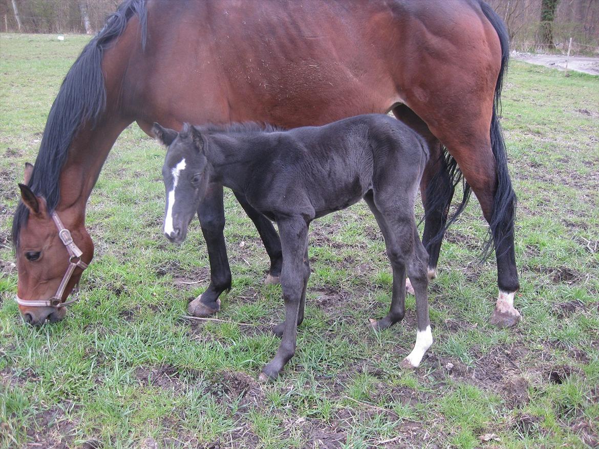 Dansk Varmblod Sabbil Zaviro *SOLGT* - Billede 3: Første gang uden for billede 3