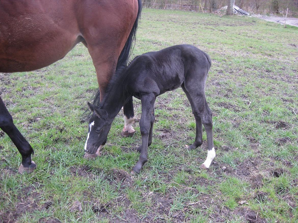 Dansk Varmblod Sabbil Zaviro *SOLGT* - Billede 4: Første gang ude billede 4