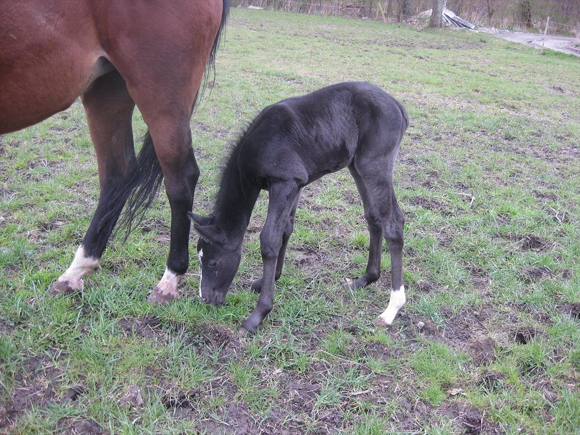 Dansk Varmblod Sabbil Zaviro *SOLGT* - Billede 5: Ude billede 5