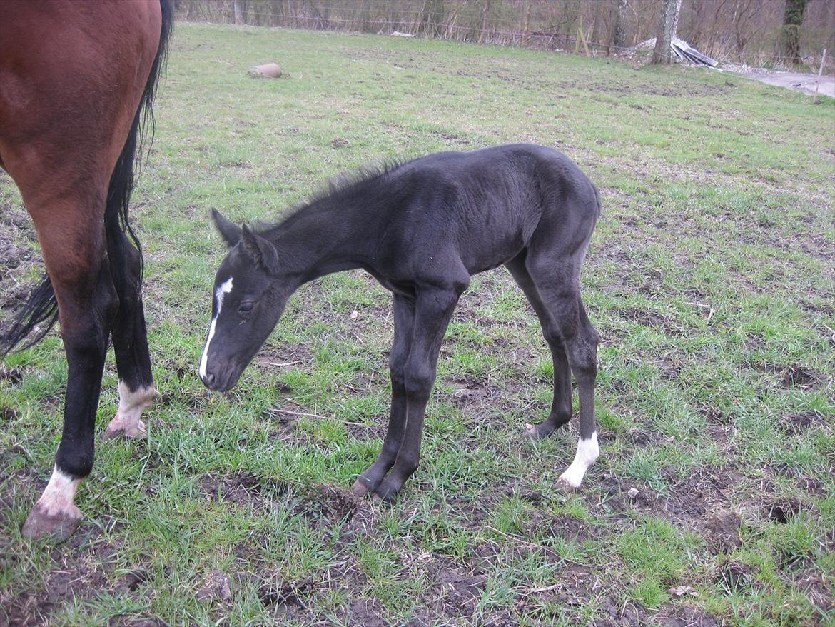 Dansk Varmblod Sabbil Zaviro *SOLGT* - Billede 6: Ude billede 6
