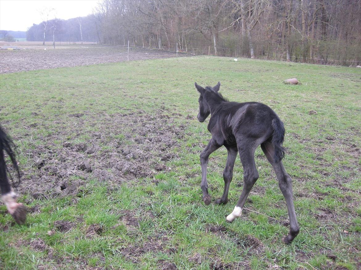 Dansk Varmblod Sabbil Zaviro *SOLGT* - Billede 7: Ude billede 7