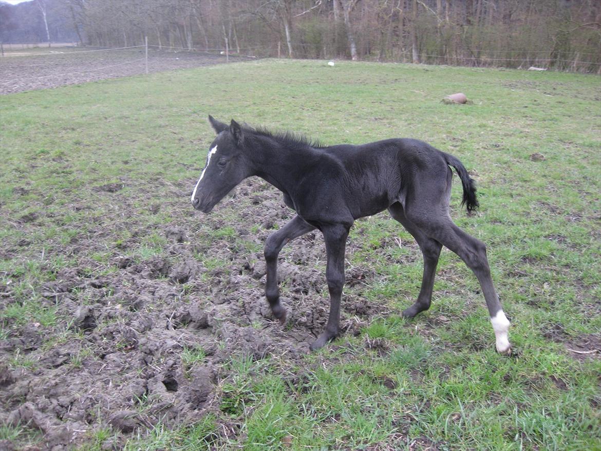 Dansk Varmblod Sabbil Zaviro *SOLGT* - Billede 8: Ude billede 8