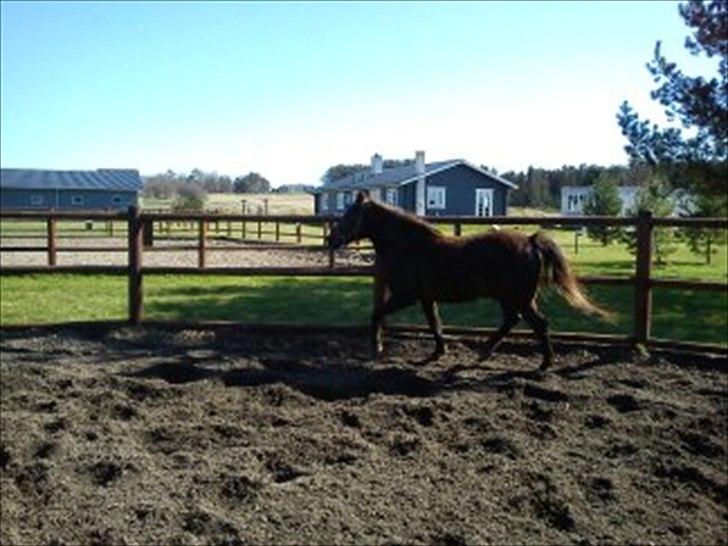 Anden særlig race Mickey fra Stald Borregaard - Så blev det trænings tid :-) billede 7