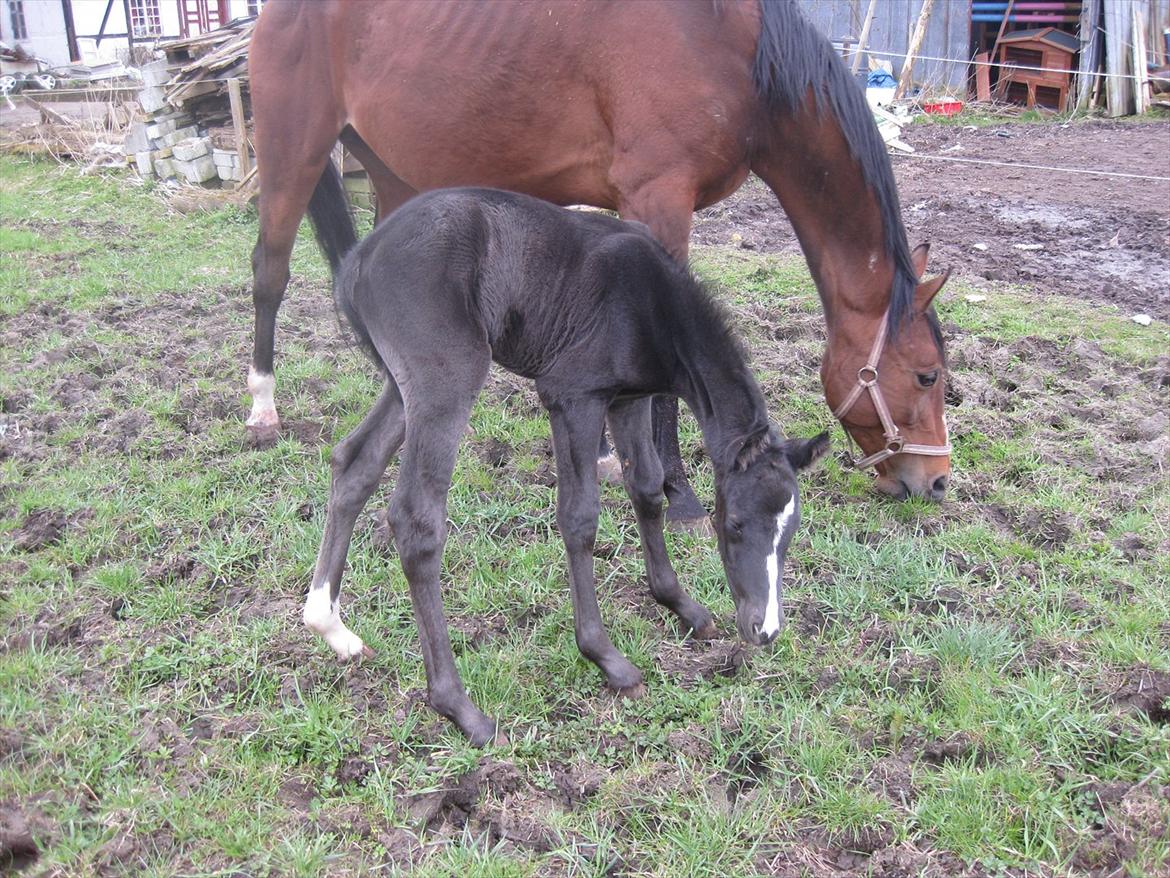 Dansk Varmblod Sabbil Zaviro *SOLGT* - Billede 9: Ude billede 9