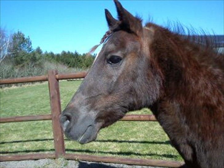 Anden særlig race Mickey fra Stald Borregaard - Kigge kigge <3 billede 8