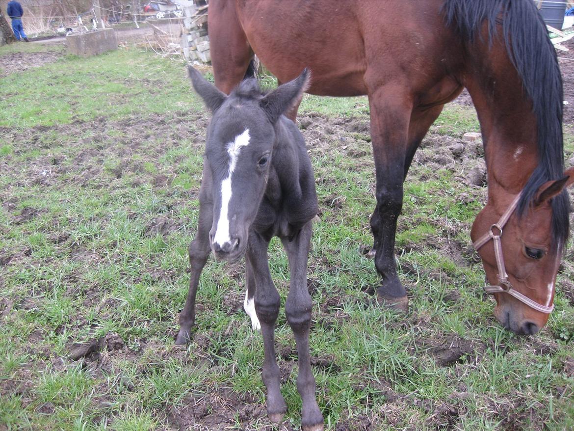 Dansk Varmblod Sabbil Zaviro *SOLGT* - Billede 10: Ude billede 10