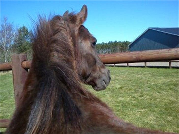 Anden særlig race Mickey fra Stald Borregaard - Hej og velkommen til Mickey´s profil lig gerne en kommentar/bedømmelse.. :)
Model hesten Mickey! <3<3 billede 1