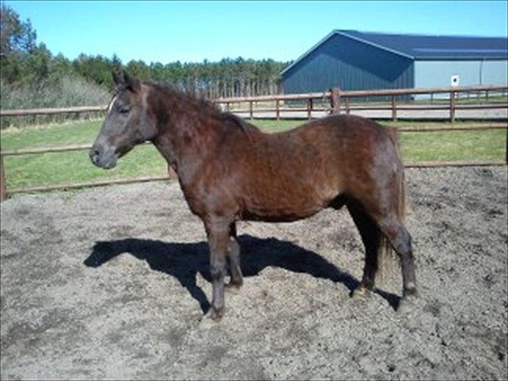 Anden særlig race Mickey fra Stald Borregaard - Mickey uden grimen :-) billede 9