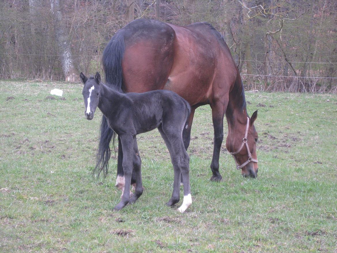 Dansk Varmblod Sabbil Zaviro *SOLGT* - Billede 11: Ude billede 11