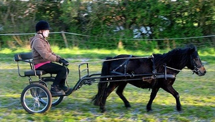 Shetlænder Søgårdens Prinsesse Fiona - Et billed som har været i avisen fra Skinnerupbanen billede 6