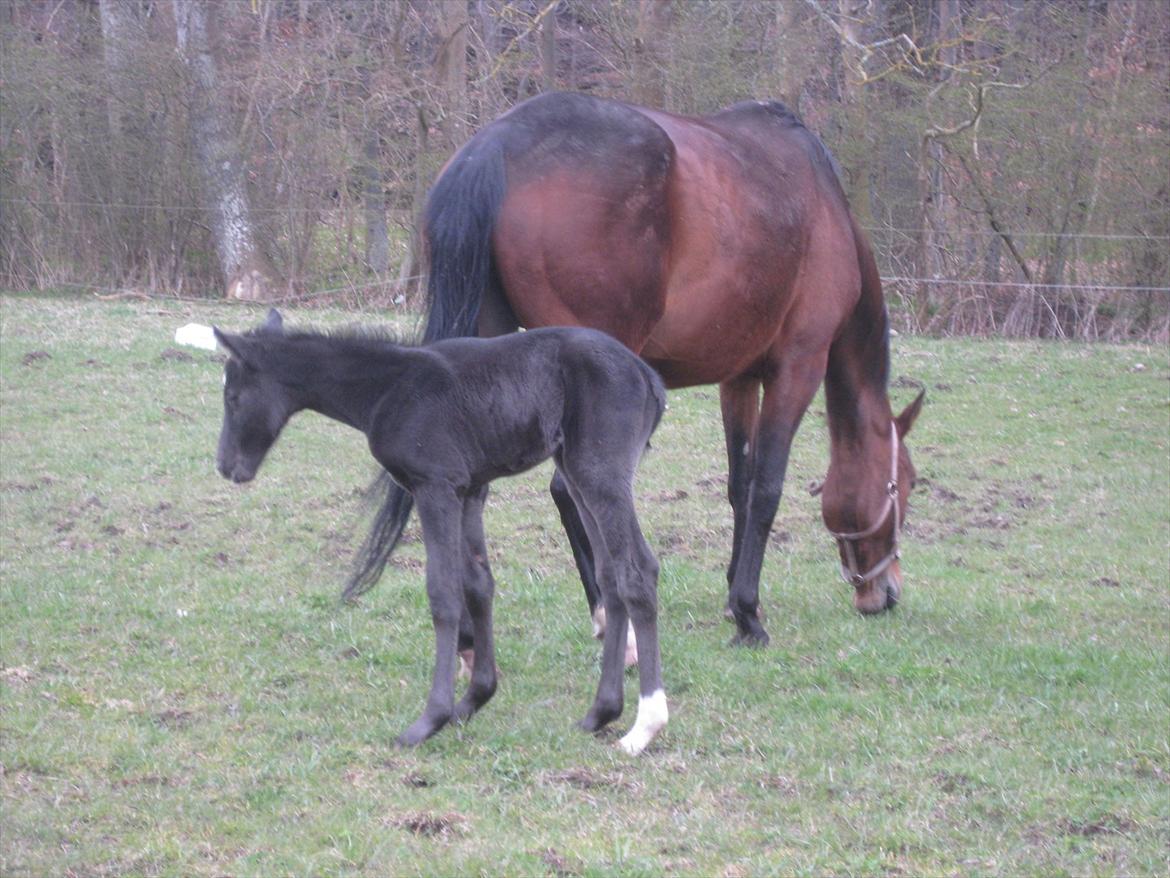Dansk Varmblod Sabbil Zaviro *SOLGT* - Billede 12: Ude billede 12