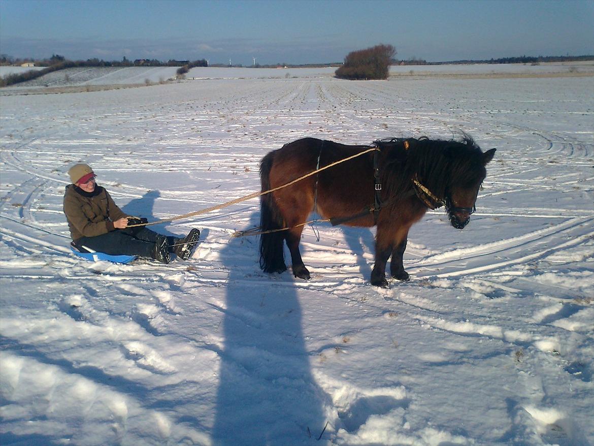Shetlænder Søgårdens Prinsesse Fiona billede 8