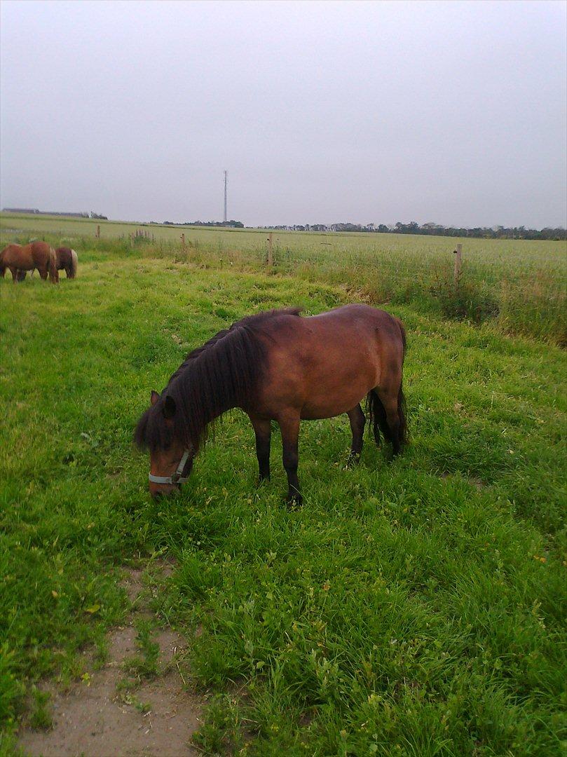 Shetlænder Søgårdens Prinsesse Fiona billede 9