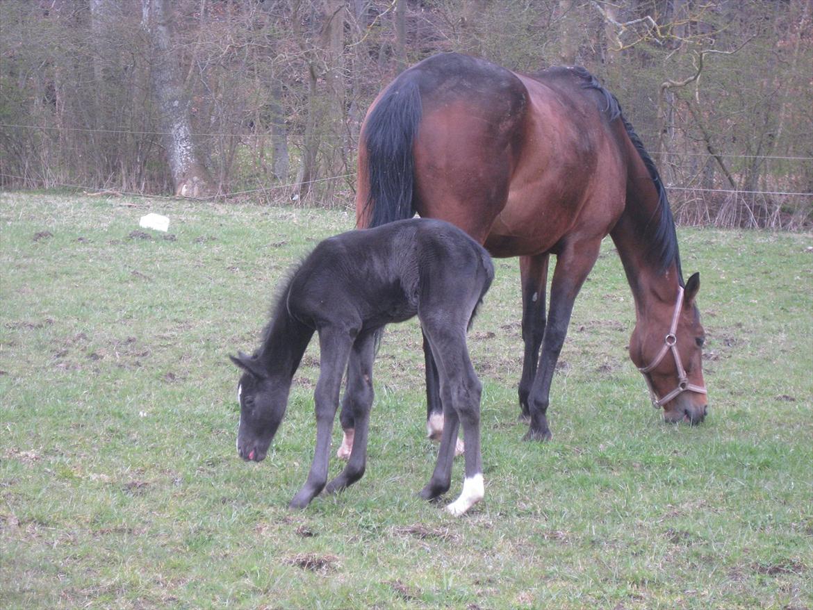 Dansk Varmblod Sabbil Zaviro *SOLGT* - Billede 13: Ude billede 13