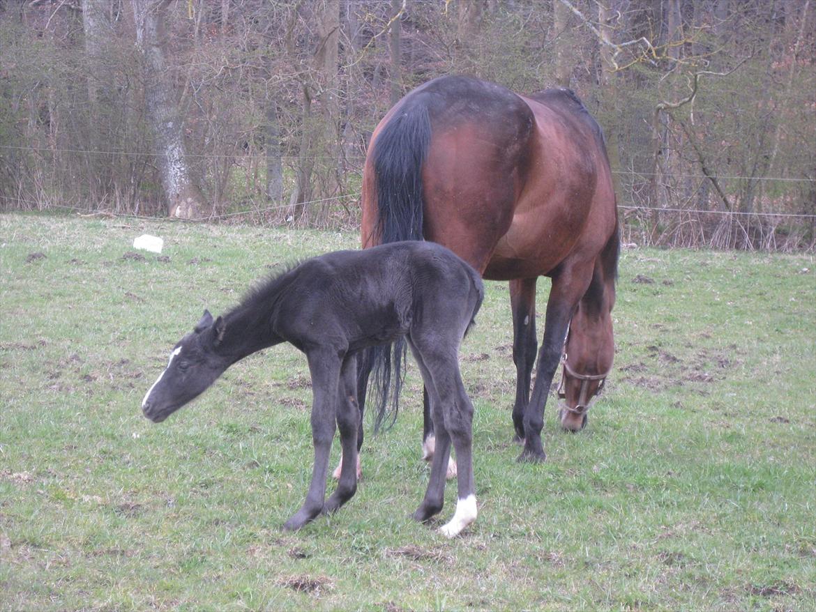 Dansk Varmblod Sabbil Zaviro *SOLGT* - Billede 14: Ude billede 14