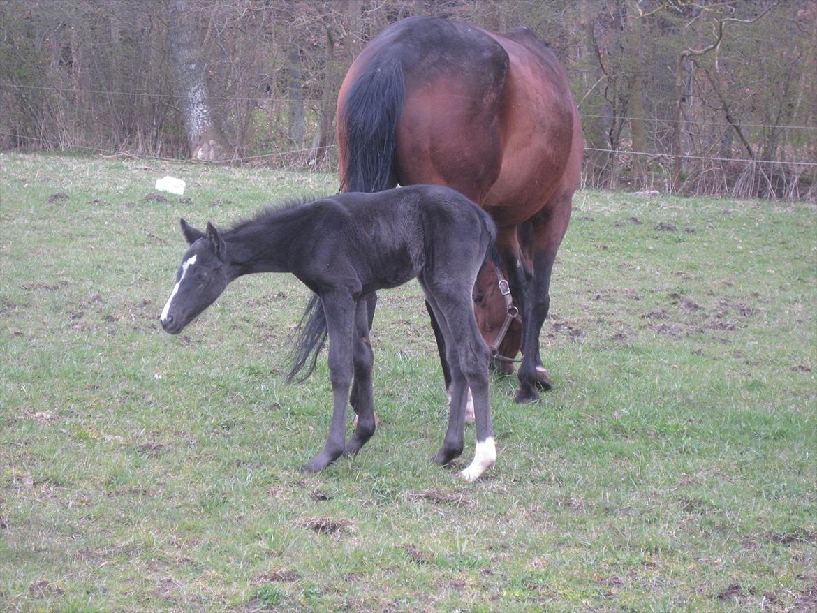 Dansk Varmblod Sabbil Zaviro *SOLGT* - Billede 15: Ude billede 15