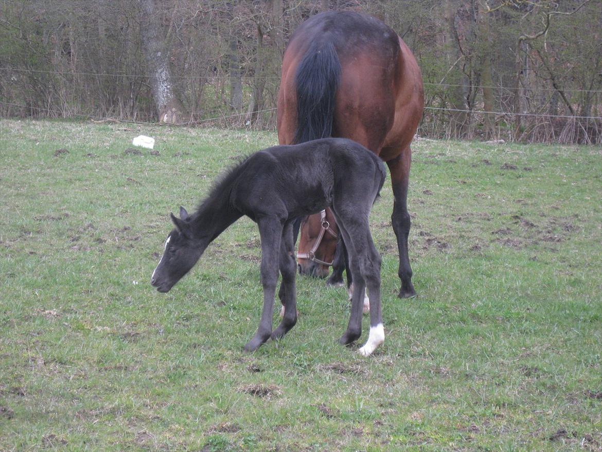 Dansk Varmblod Sabbil Zaviro *SOLGT* - Billede 16: Ude billede 16