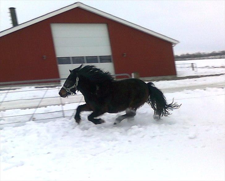 Shetlænder Søgårdens Prinsesse Fiona billede 7