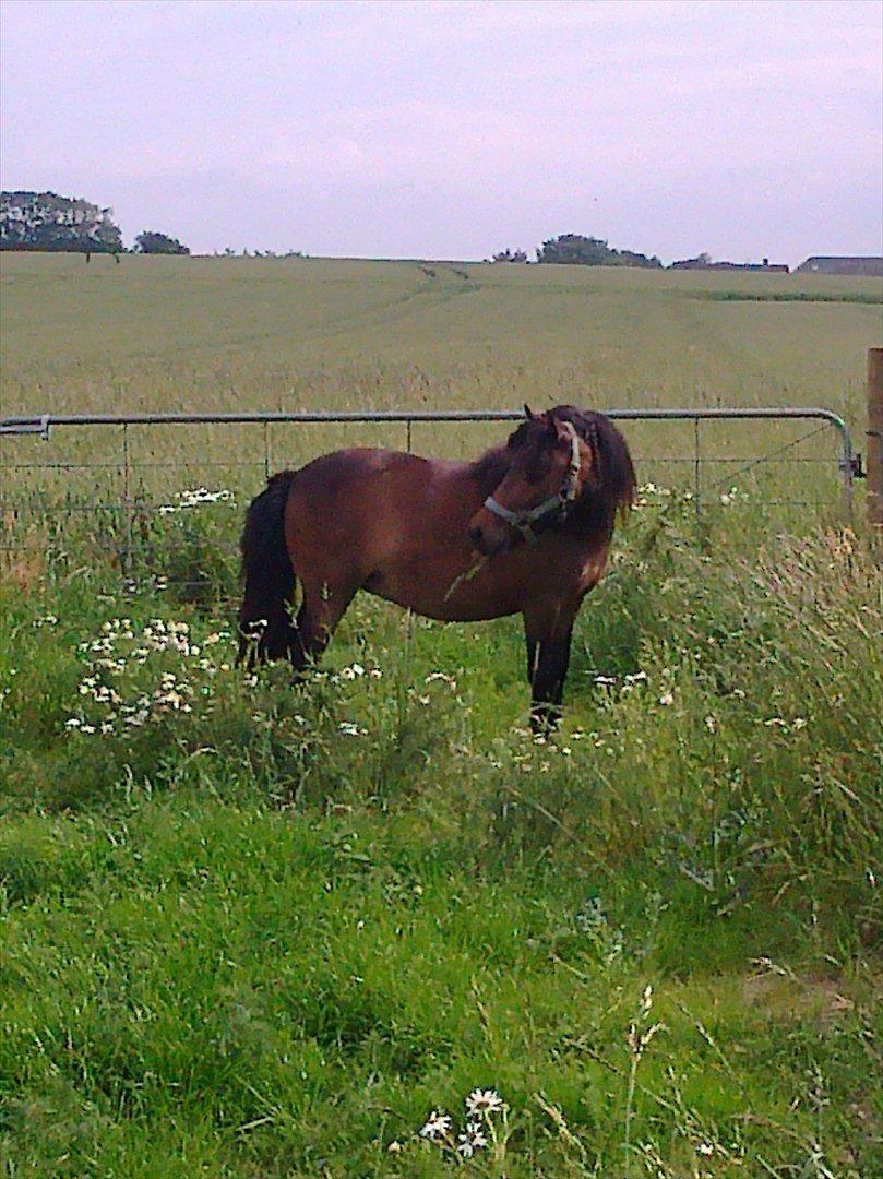 Shetlænder Søgårdens Prinsesse Fiona billede 11